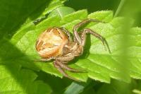 Xysticus