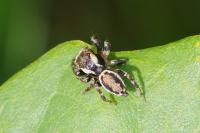 Evarcha falcata