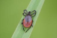 Ixodes