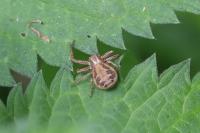 Xysticus