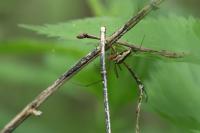 Tetragnatha