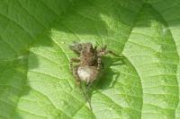 Pardosa