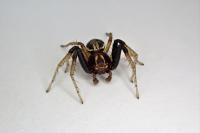 Xysticus ulmi