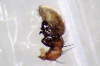 Xysticus ulmi