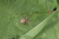 Anyphaena accentuata