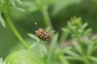 Araneus diadematus