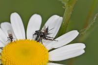 Synema globosum