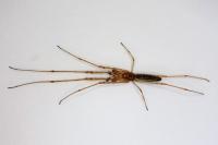 Tetragnatha extensa