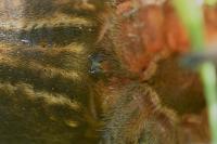 Dolomedes