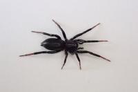 Drassyllus