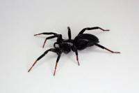 Drassyllus