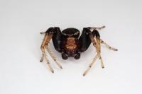 Xysticus ulmi