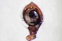 Xysticus ulmi