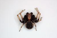 Xysticus ulmi