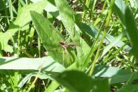 Pisaura mirabilis
