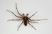 Philodromus cespitum