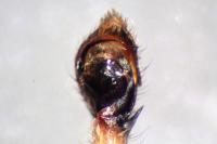 Philodromus cespitum