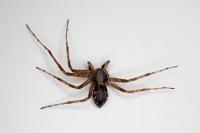 Philodromus praedatus