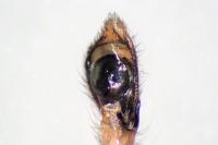 Philodromus praedatus