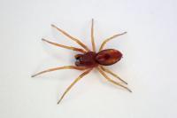 Nigma flavescens
