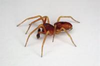 Nigma flavescens