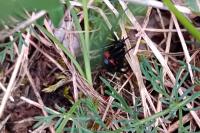 Steatoda paykulliana