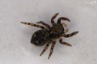 Pseudeuophrys erratica