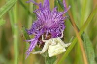 Thomisus onustus