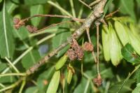Aceria fraxinivora