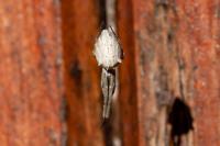 Uloborus walckenaerius