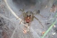 Agelena labyrinthica