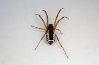 Frontinellina frutetorum