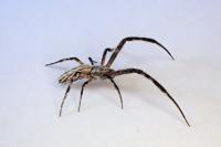 Uloborus walckenaerius