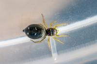 Heliophanus cupreus