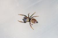 Heliophanus tribulosus