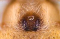 Philodromus cespitum