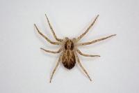 Philodromus dispar
