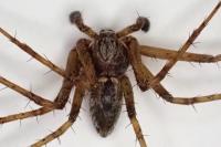 Philodromus cespitum