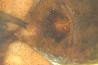Pardosa