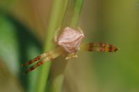 Thomisus onustus
