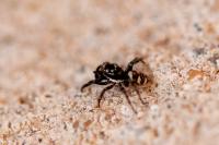 Salticus scenicus