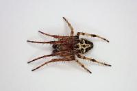 Larinioides cornutus