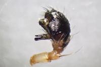 Larinioides cornutus