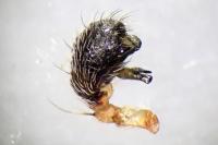 Larinioides cornutus