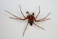 Philodromus cespitum