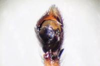 Philodromus cespitum