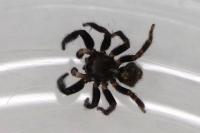 Pseudeuophrys erratica