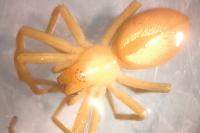 Micrommata virescens