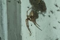 Larinioides sclopetarius