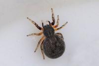Ballus rufipes